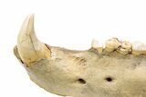 Fossil Cave Bear (Ursus spelaeus) Lower Jaw - Romania #240196-2